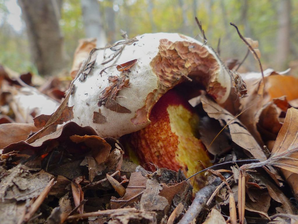 Boletus calopus?