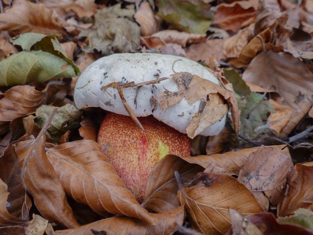 Boletus calopus?