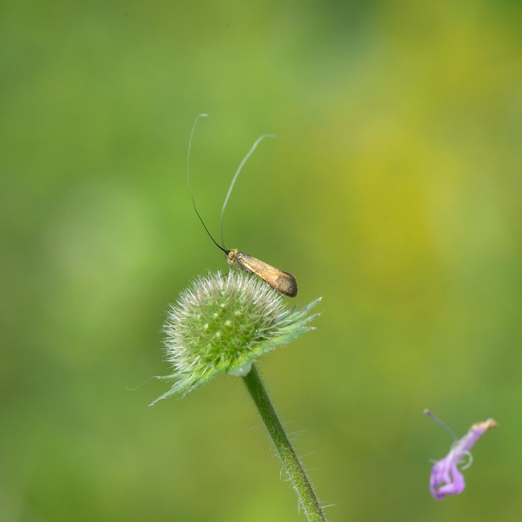 Nemophora metallica? S