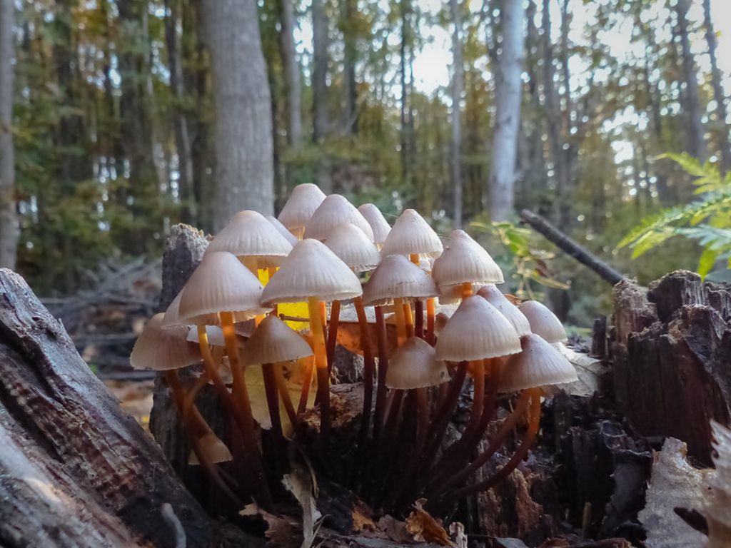 Mycena? Quale?