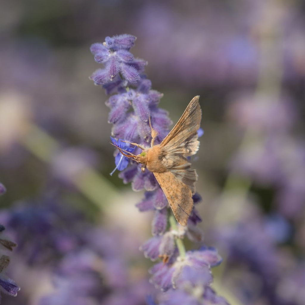Lepidottero da determinare