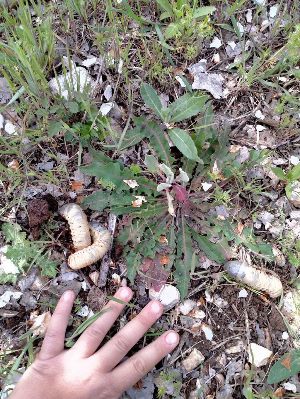 Larve (nel compost di caff) ... di Oryctes nasicornis