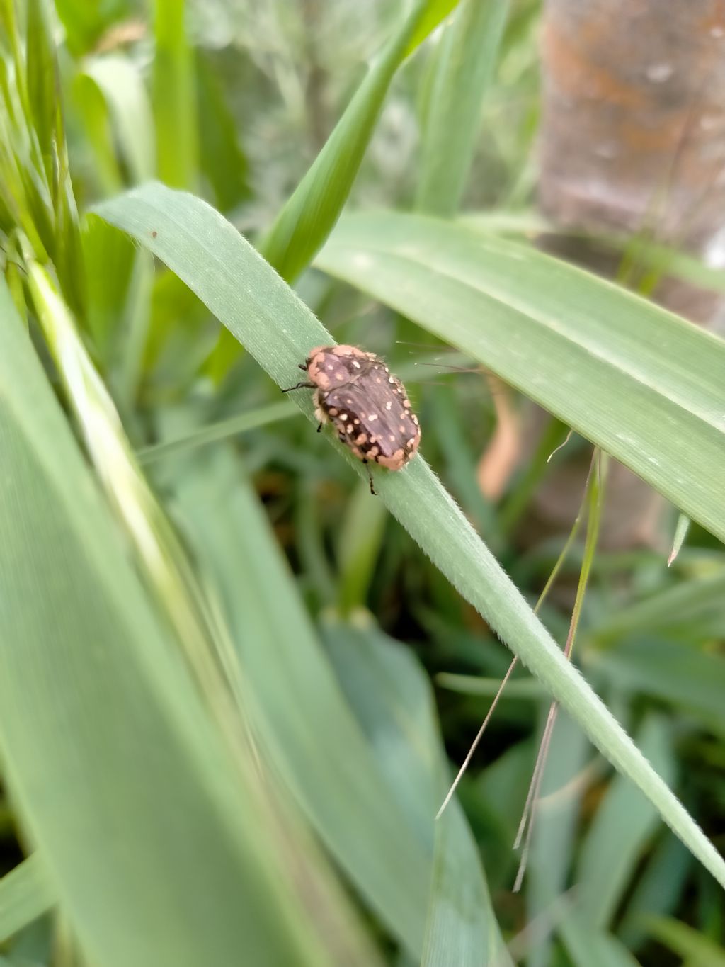 Riconoscimento, possibili predatori? No, Oxythyrea funesta (Cetoniidae)