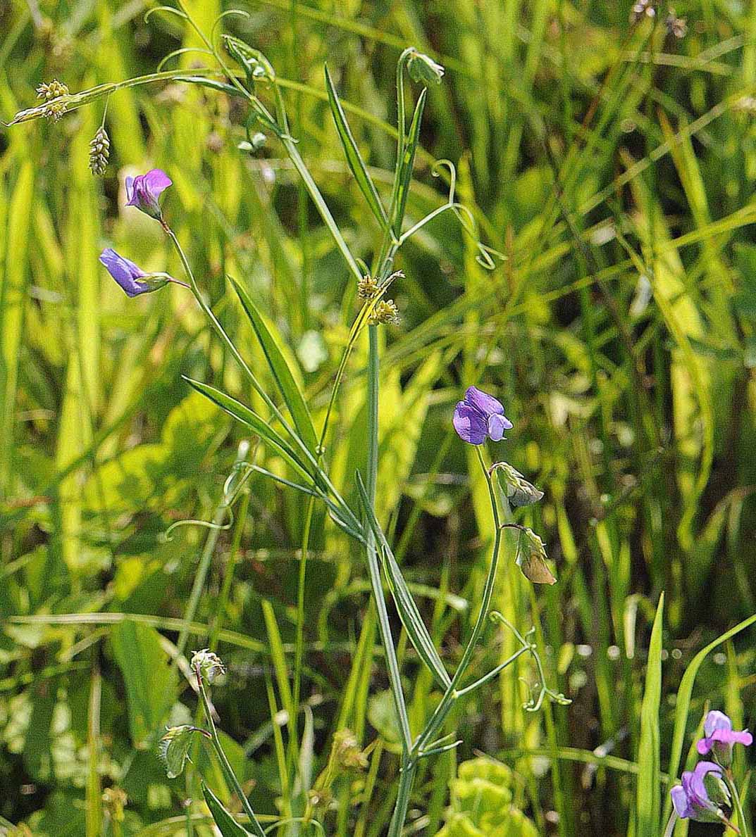 Lathyrus hirsutus / Cicerchia pelosa
