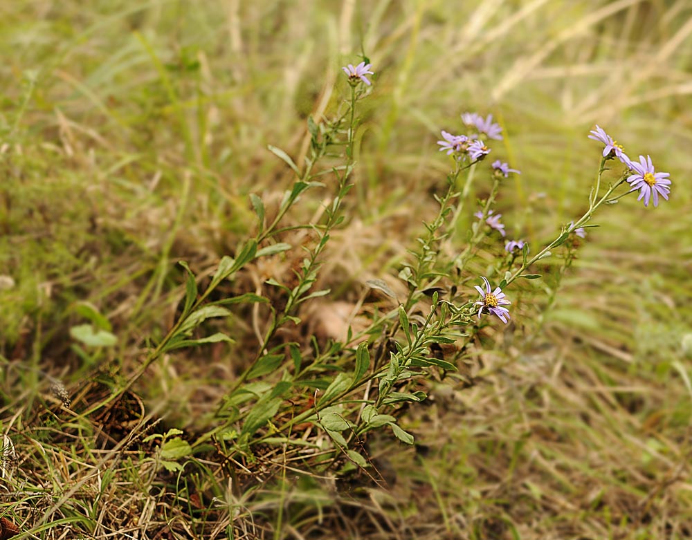Aster amellus / Astro di Virgilio