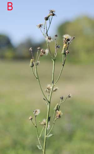 Asteracea da determinare - Hieracium sp.
