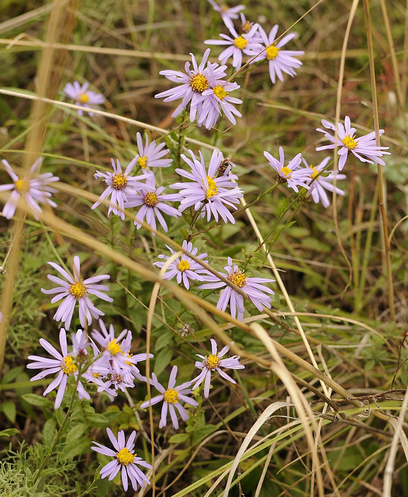 Aster amellus / Astro di Virgilio