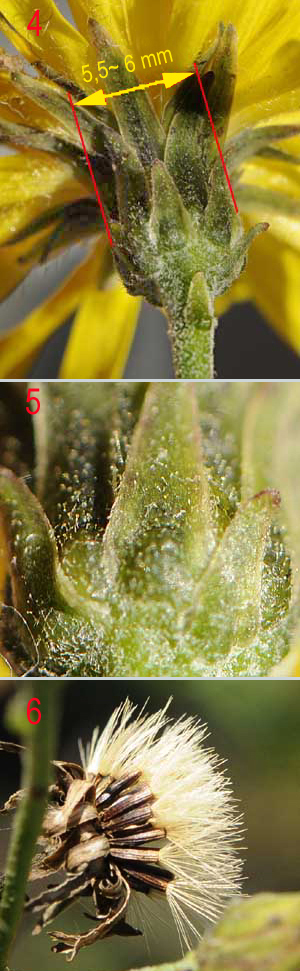 Asteracea da determinare - Hieracium sp.