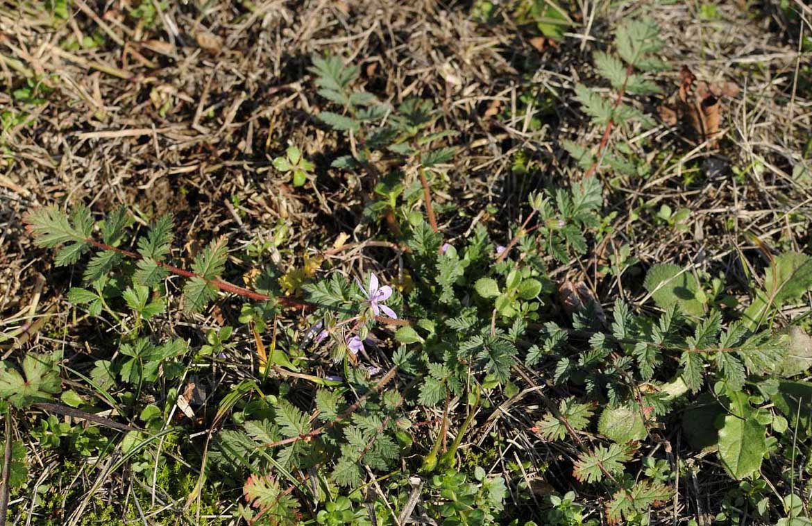 Erodium cicutarium / Becco di Gr comune