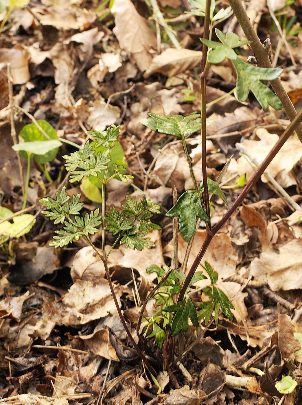 Peucedanum (=Xanthoselinum) venetum / Imperatoria veneta