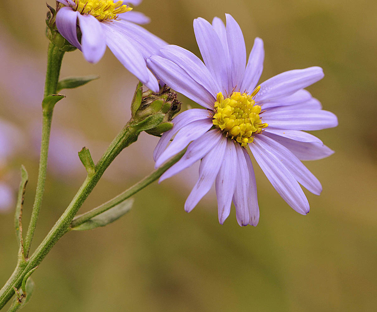 Aster amellus / Astro di Virgilio