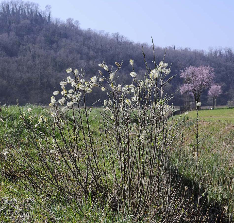 Salix cinerea / Salice cinereo