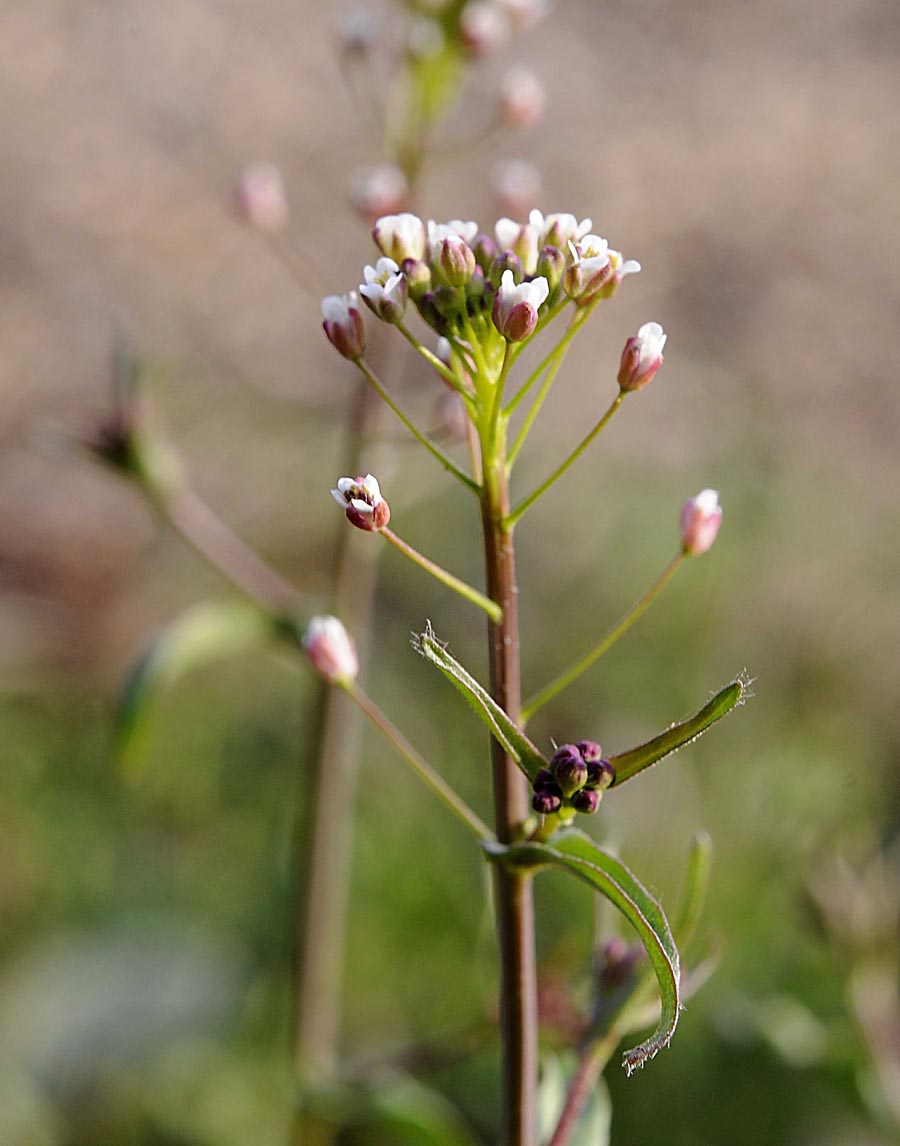 Capsella rubella Reut.