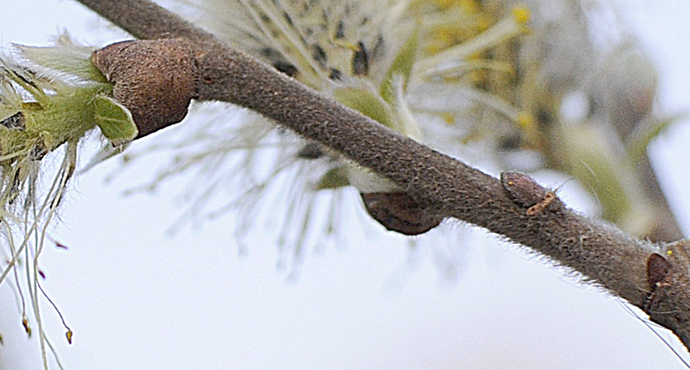 Salix cinerea / Salice cinereo