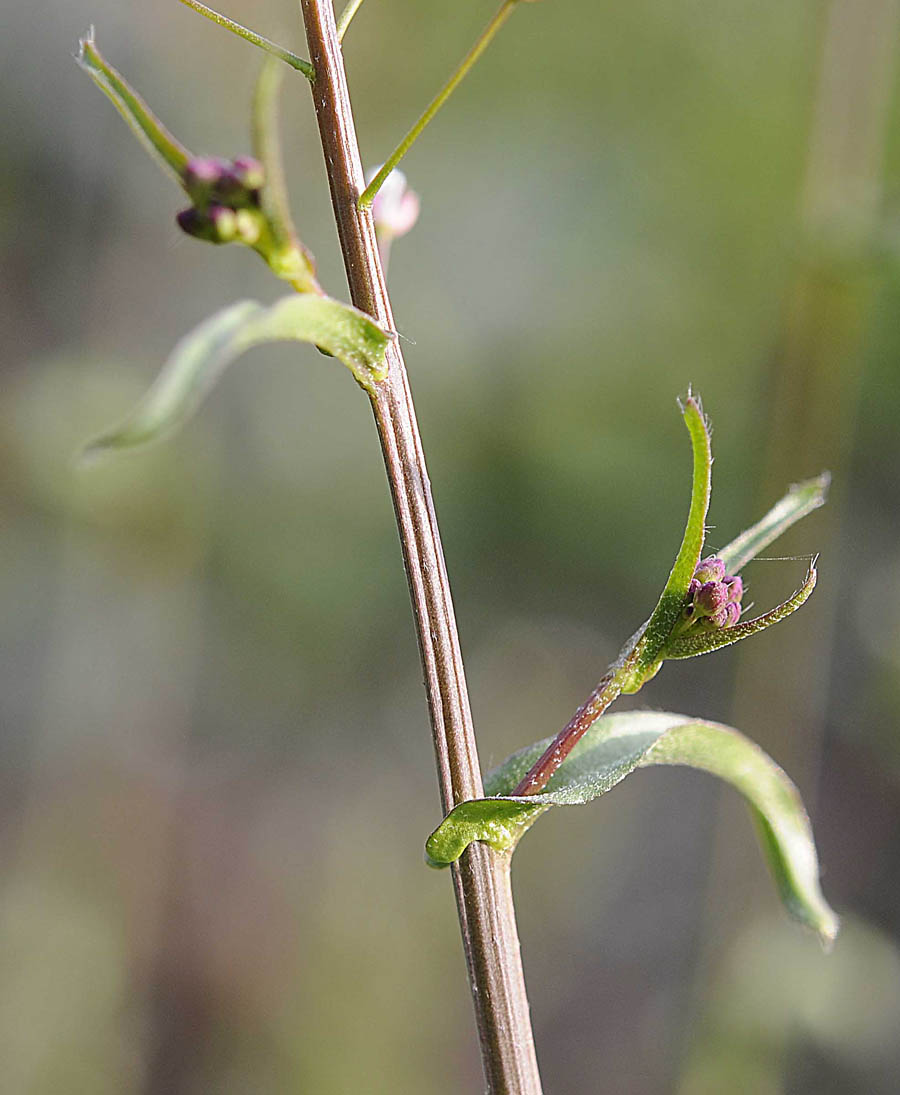 Capsella rubella Reut.
