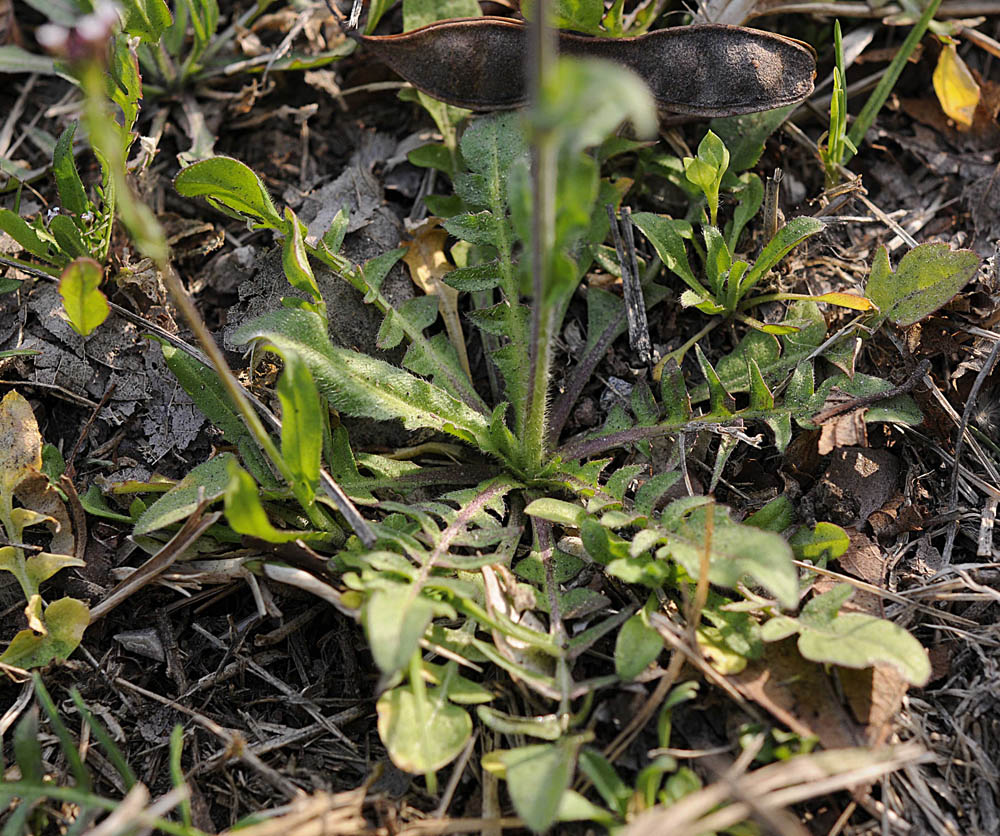 Capsella rubella Reut.