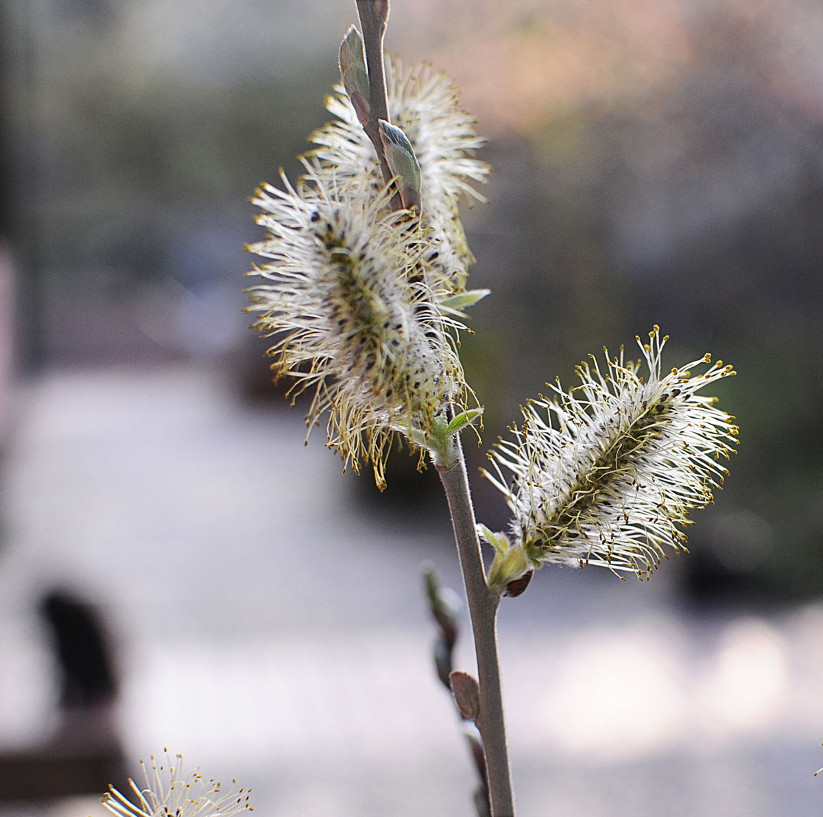 Salix cinerea / Salice cinereo