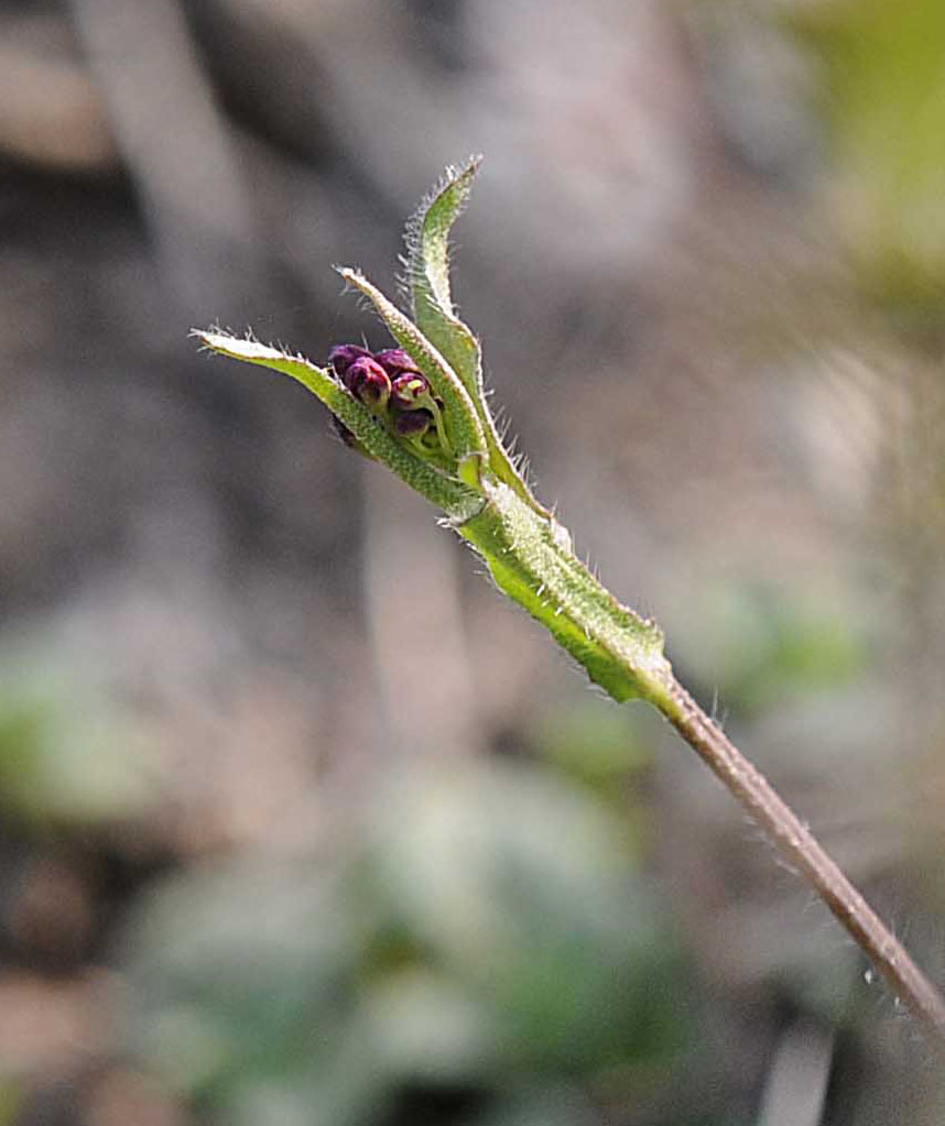Capsella rubella Reut.
