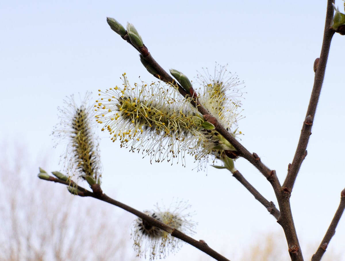 Salix cinerea / Salice cinereo