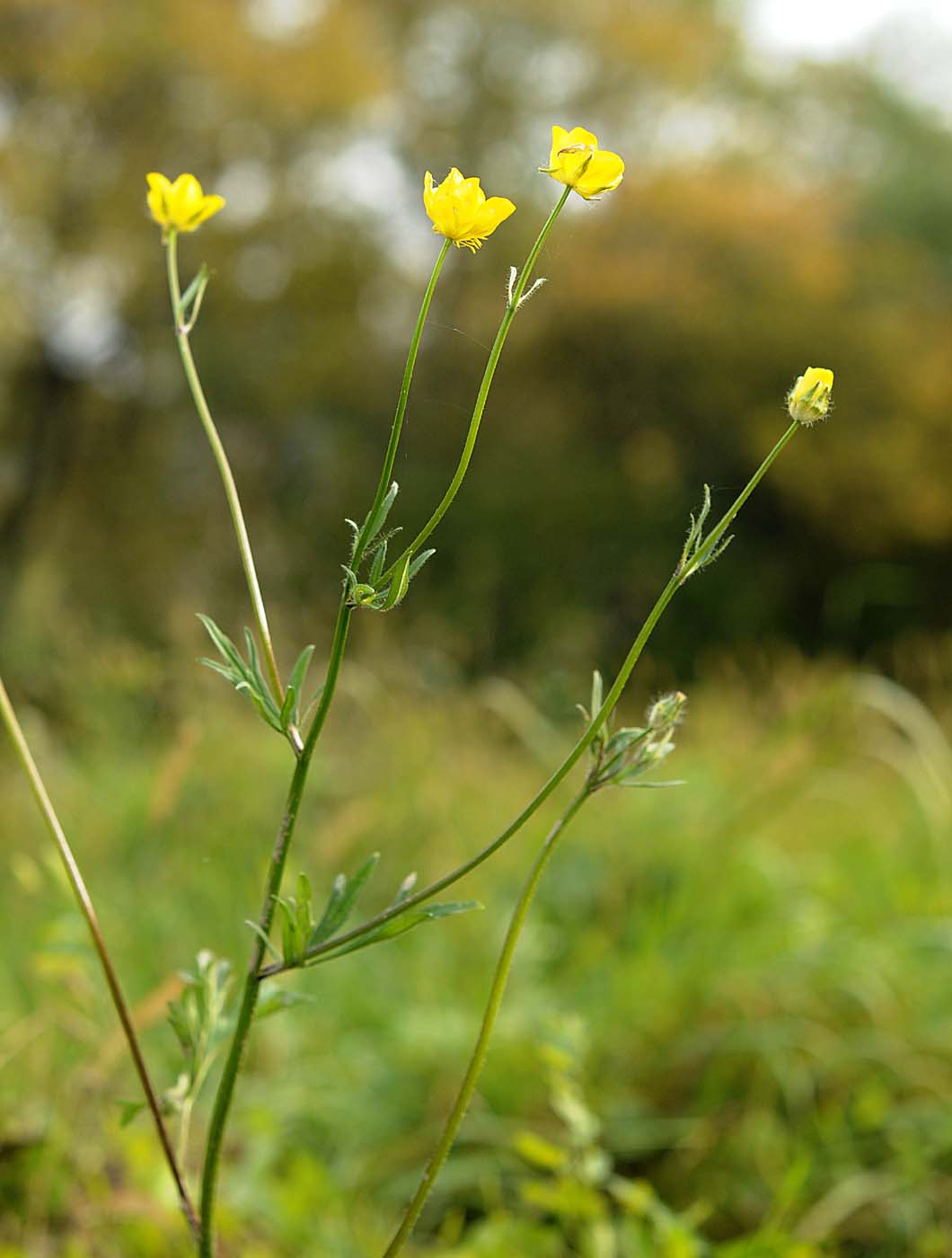 Ranunculus bulbosus  subsp. aleae
