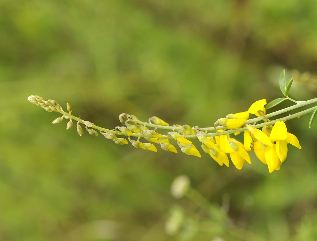 Cytisus nigricans / Citiso scuro