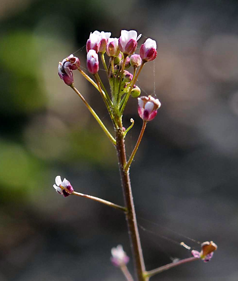Capsella rubella Reut.