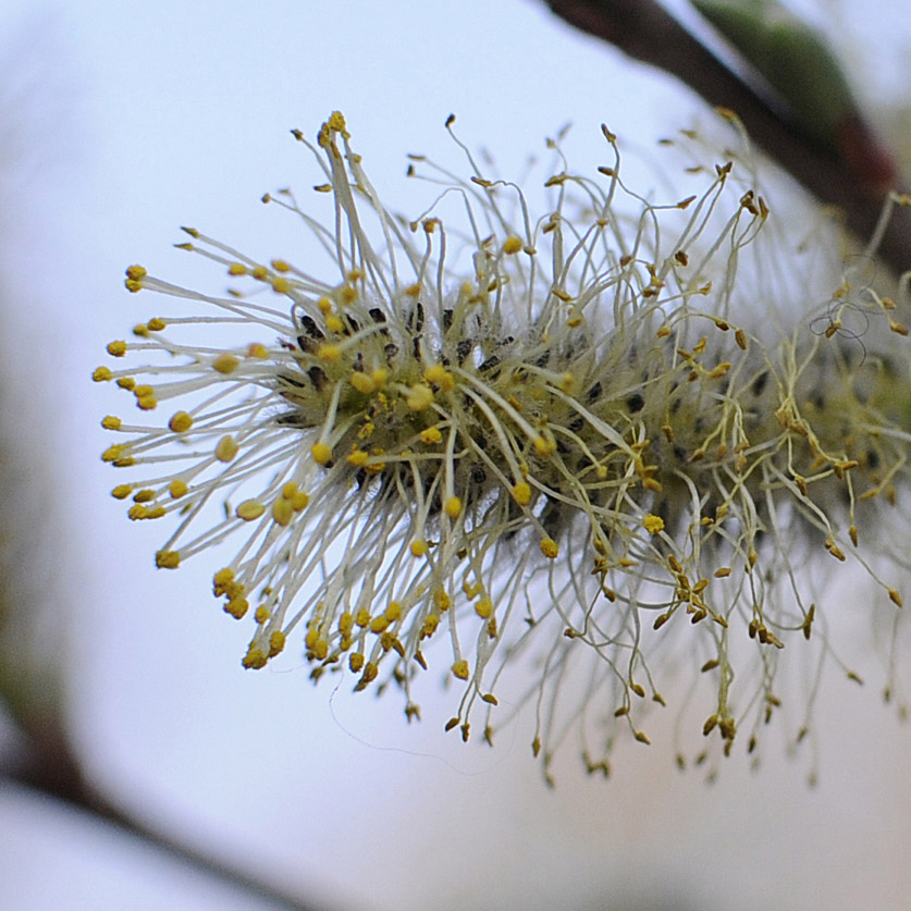 Salix cinerea / Salice cinereo