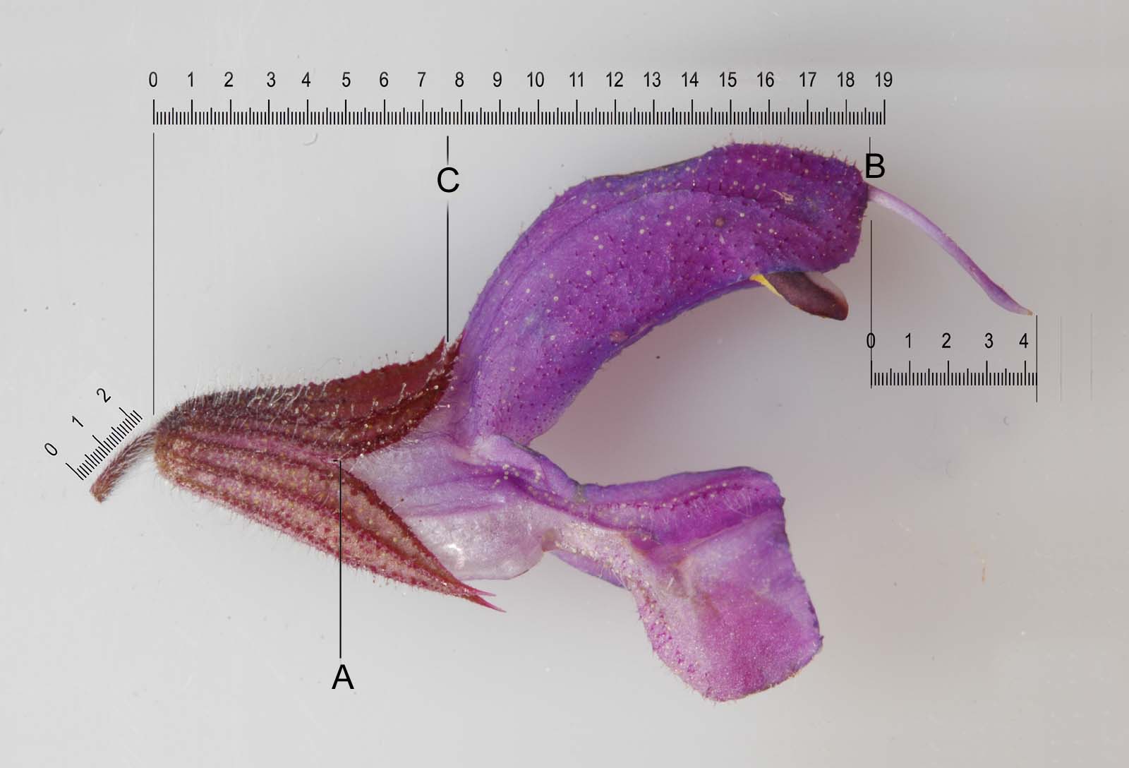 Salvia da daterminare