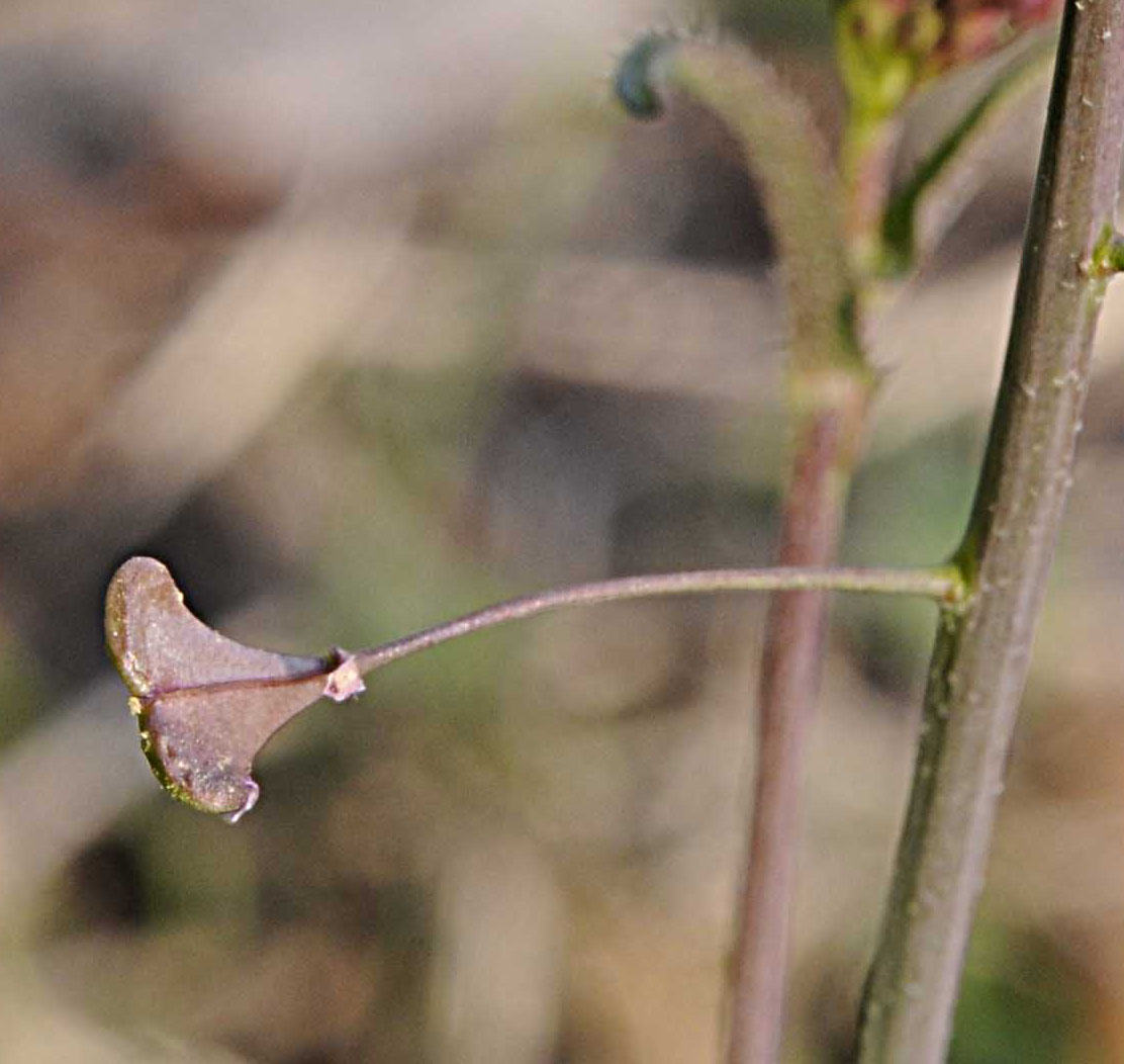 Capsella rubella Reut.