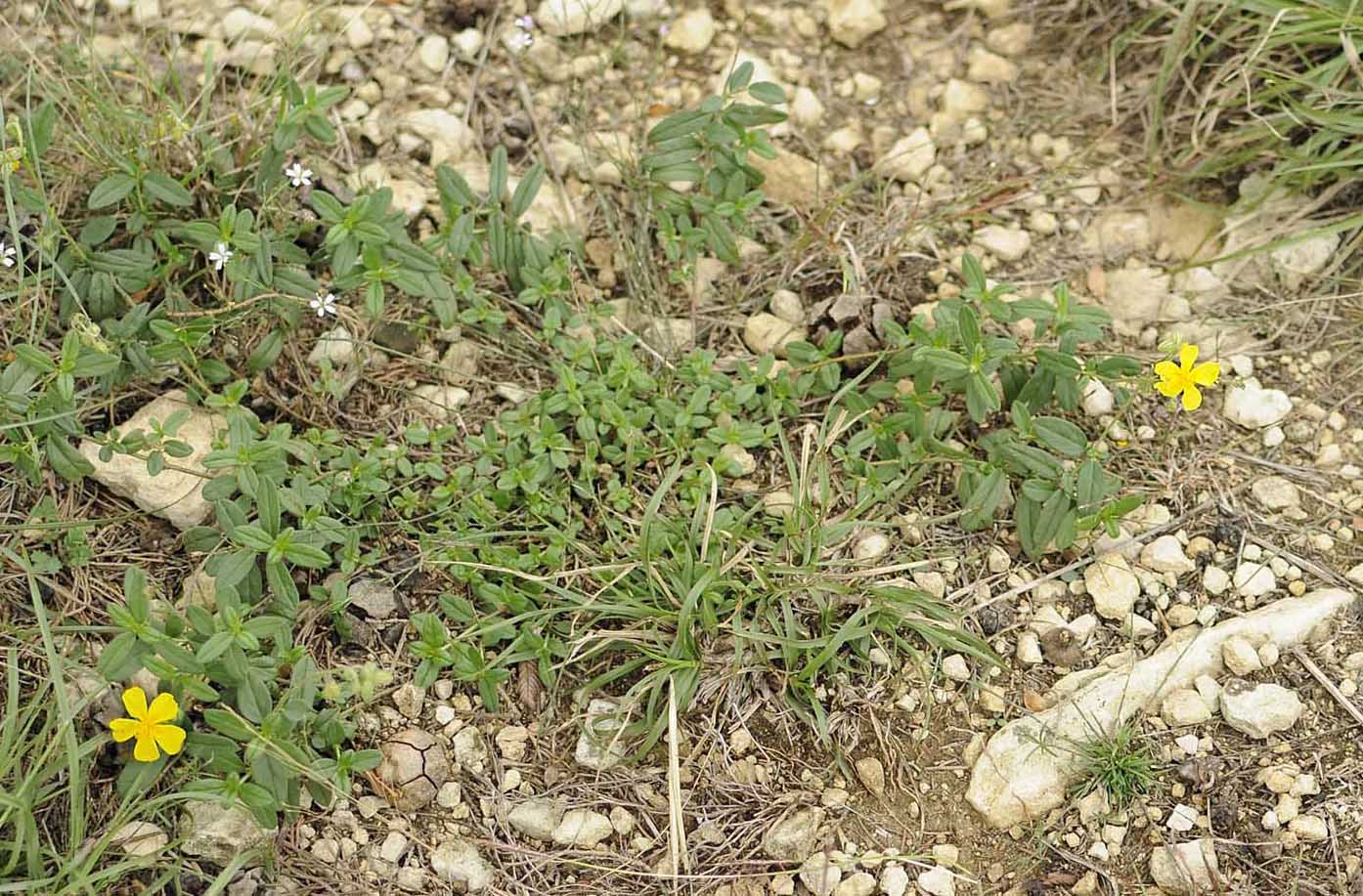 Helianthemum nummularium