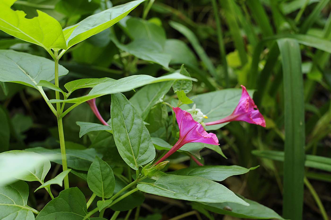 Mirabilis jalapa