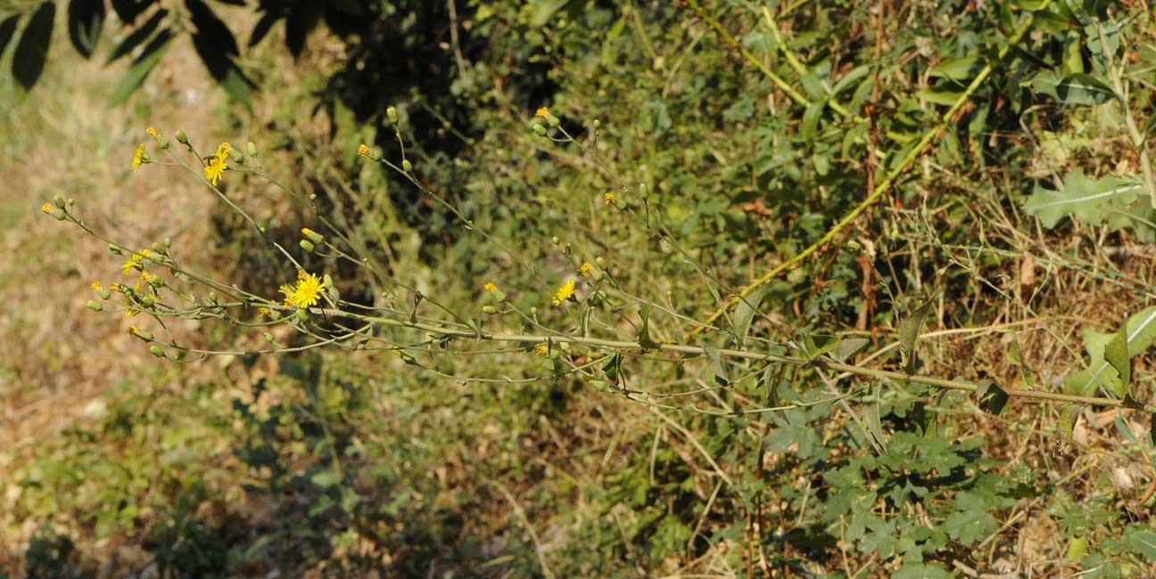 Hieracium gr. sabaudum