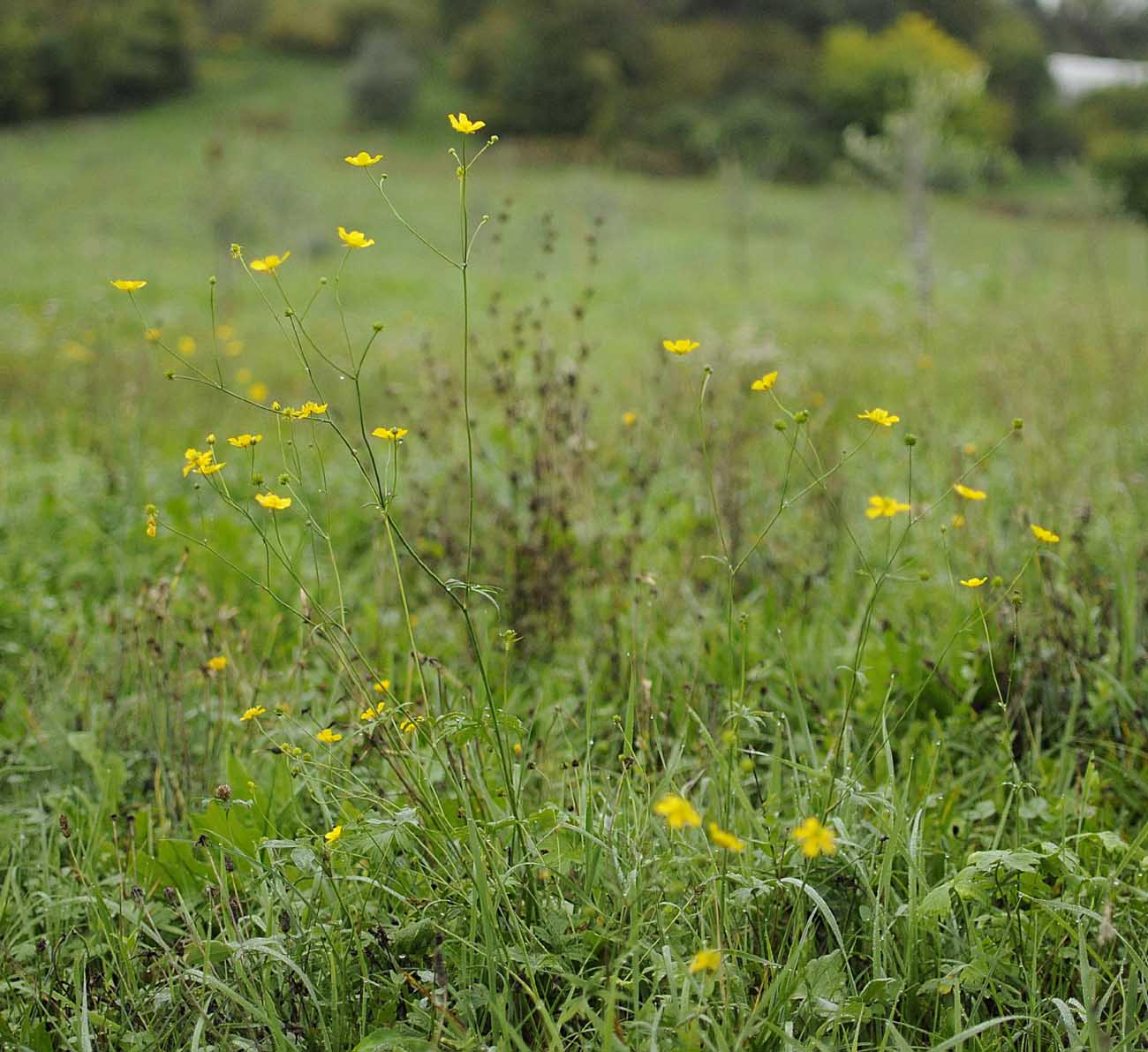 Ranunculus acris / Ranuncolo comune