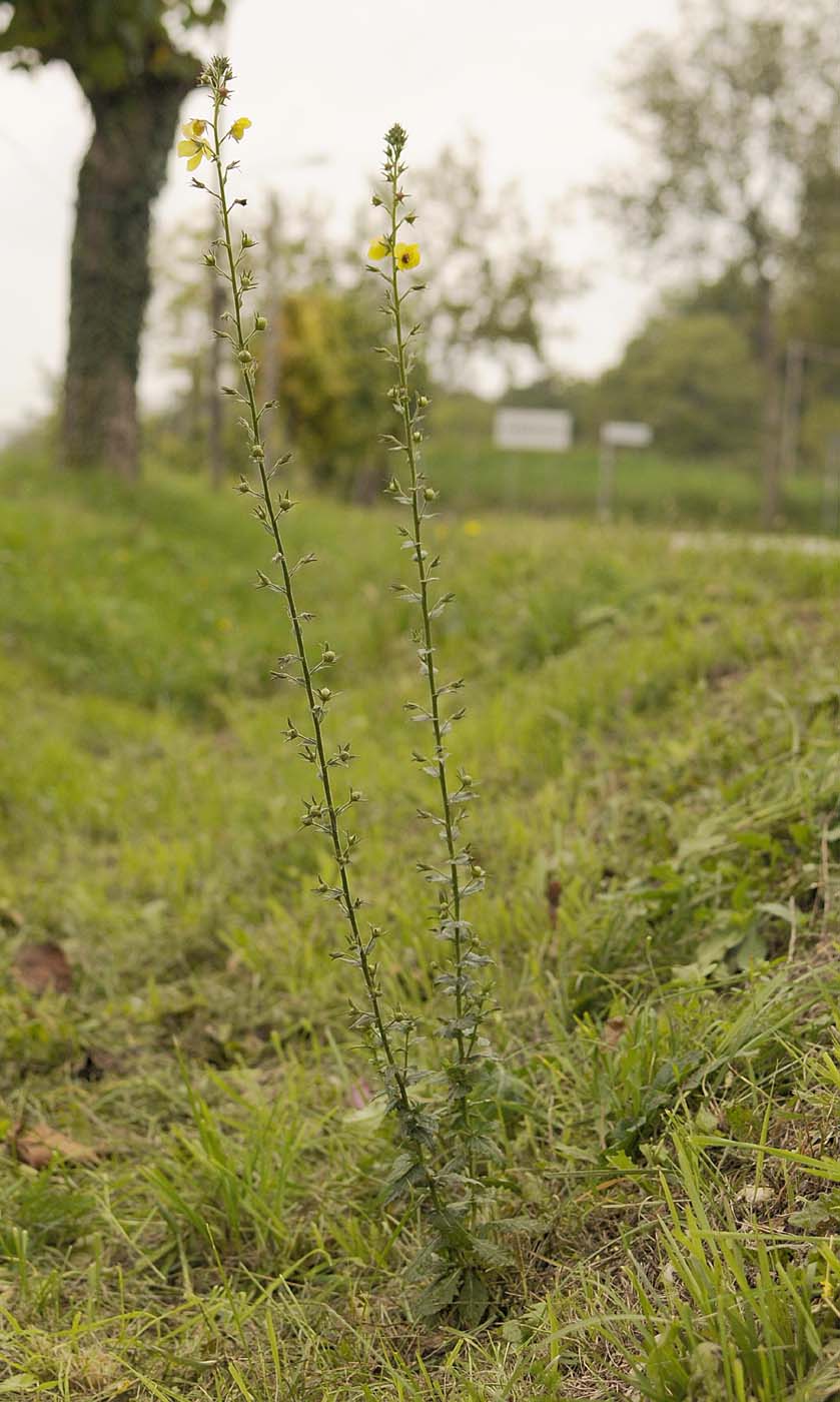 Verbascum blattaria / Verbasco polline