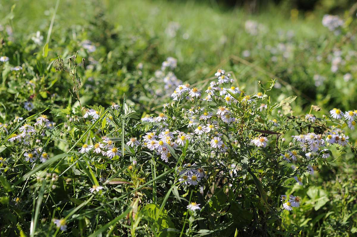 Symphyotrichum lanceolatum / Astro di Tradescant