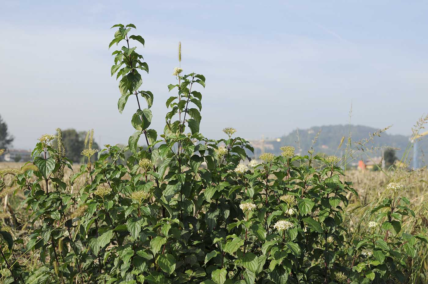 cespuglio con corimbi bianchi. - Cornus sanguinea