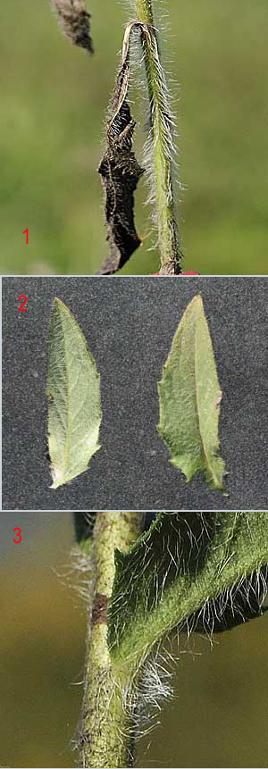 Asteracea da determinare - Hieracium sp.