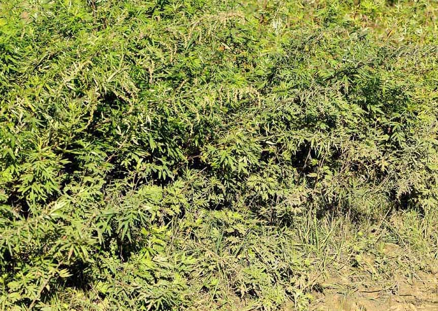 Artemisia verlotiorum / Artemisia dei fratelli Verlot