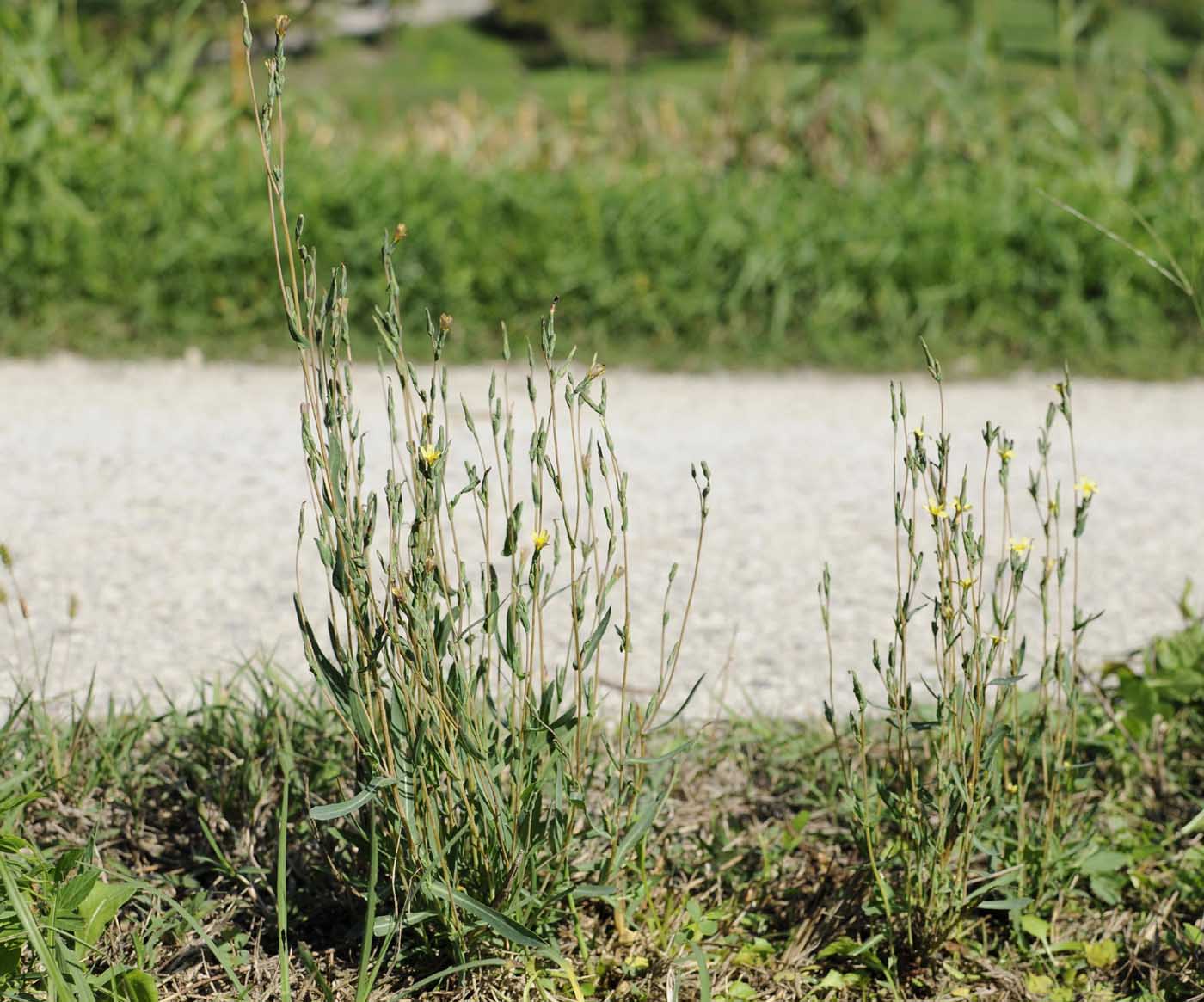 Lactuca saligna / Lattuga saligna