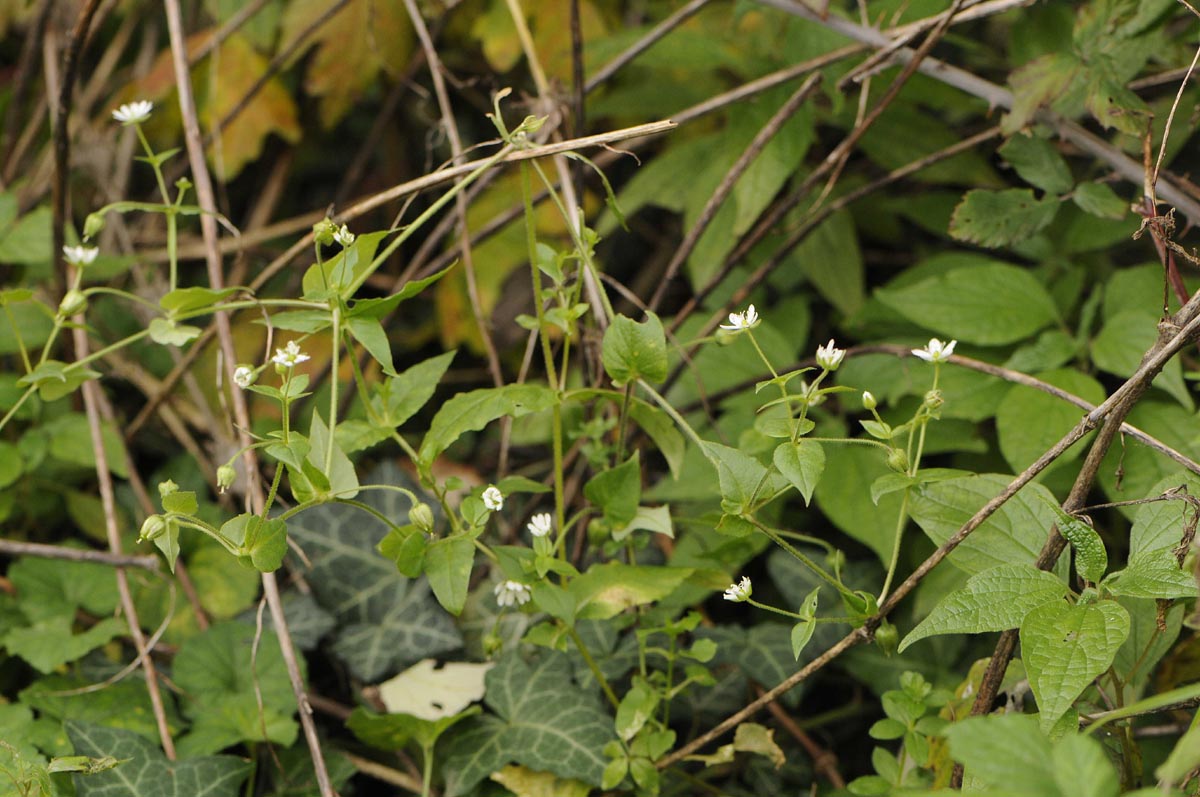 Stellaria aquatica / Centocchio acquatico