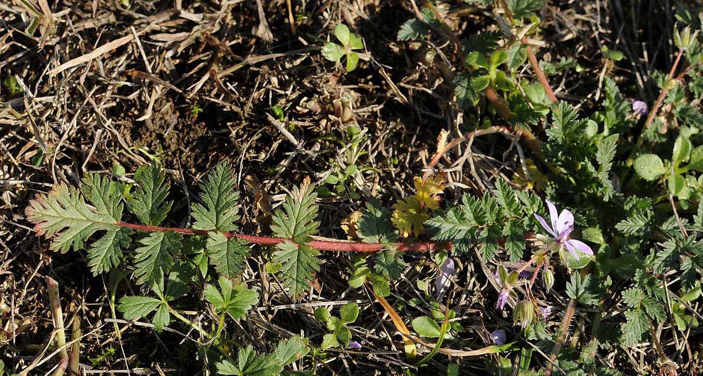 Erodium cicutarium / Becco di Gr comune