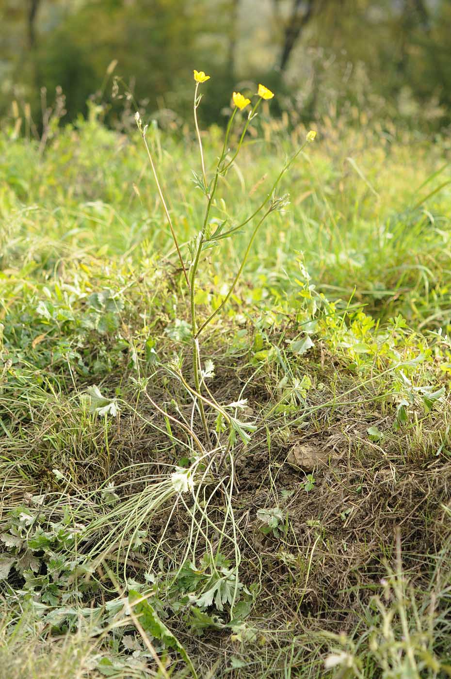 Ranunculus bulbosus  subsp. aleae