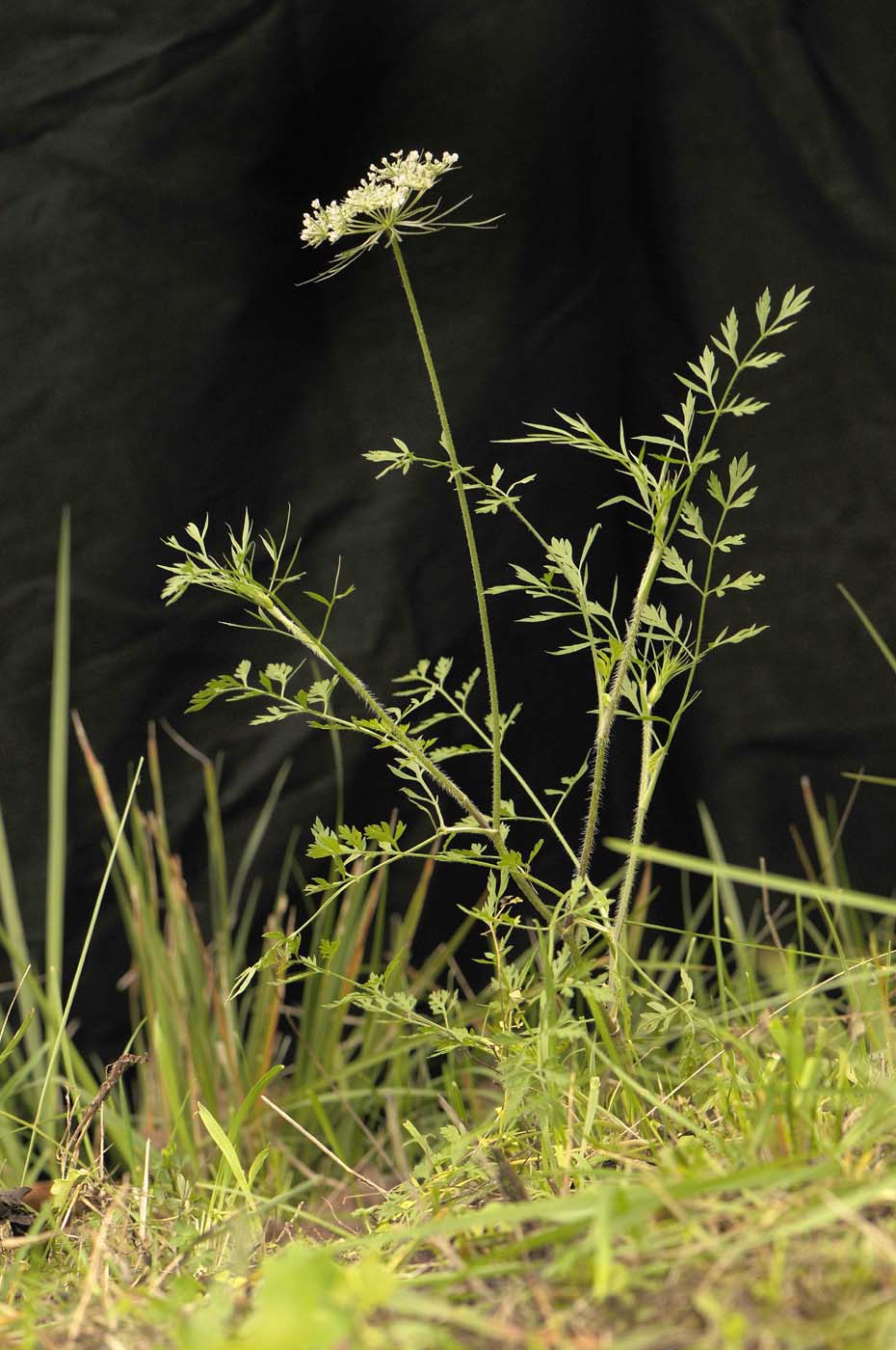 Daucus carota  / Carota selvatica