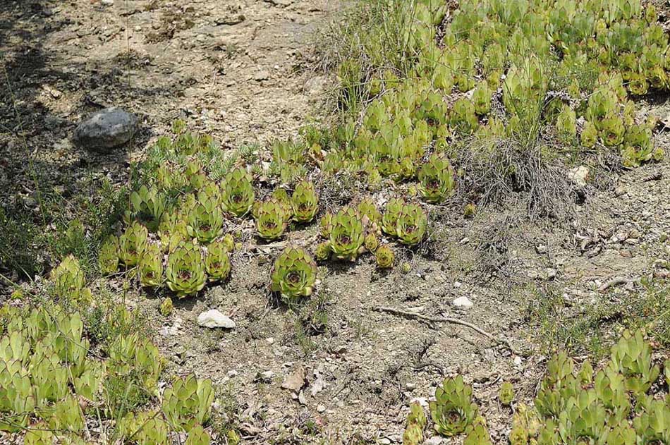 Gambugliano (VI): Sempervivum tectorum L. aggr.