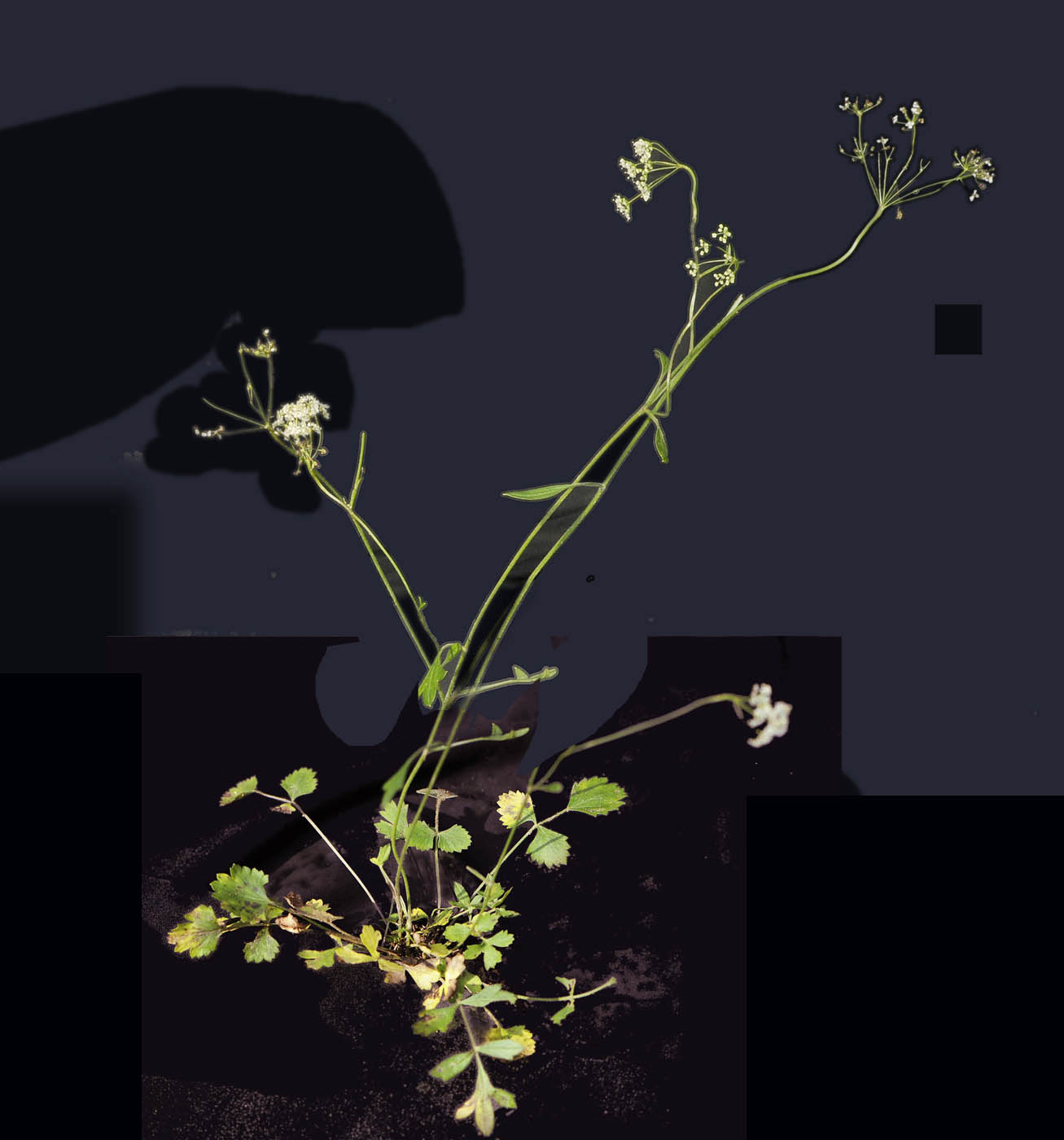 Pimpinella saxifraga /Tragoselino comune