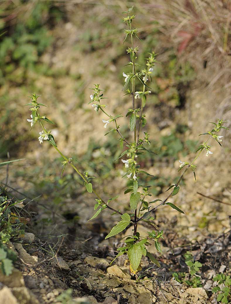 Stachys annua / Stregona annuale