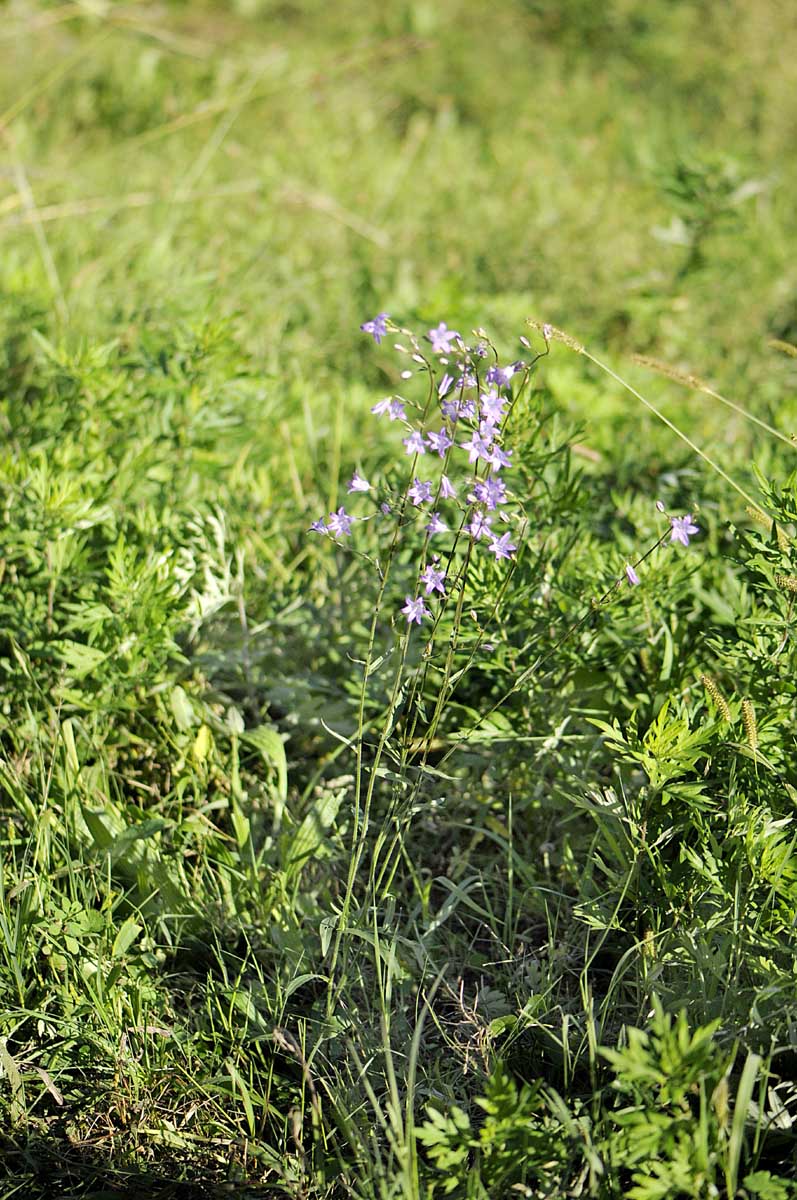 Campanula rapunculus / Raperonzolo