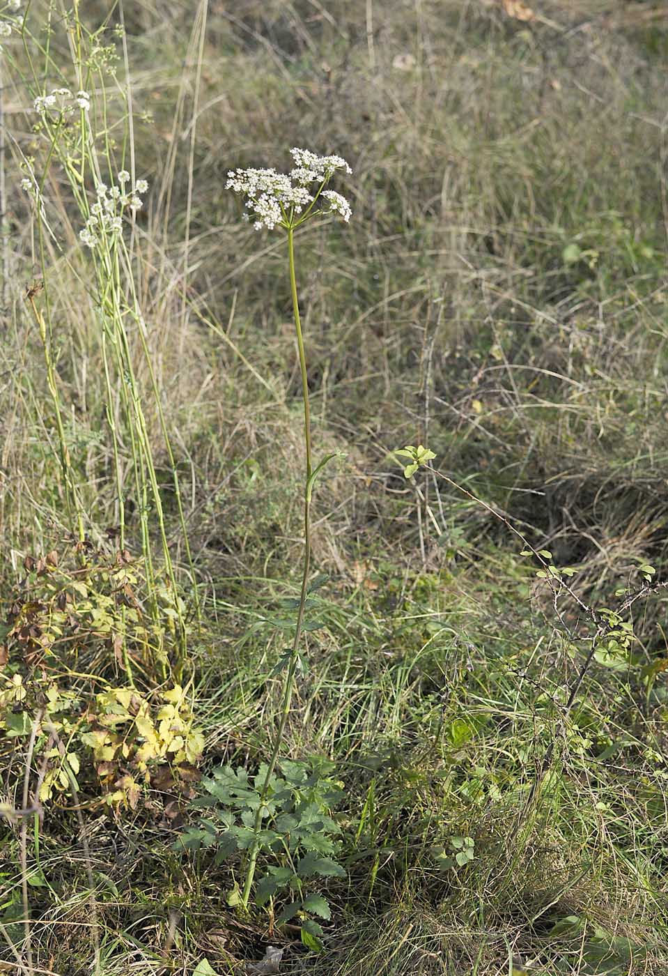 Peucedanum cervaria (=Cervaria rivini ) / Imperatoria cervaria
