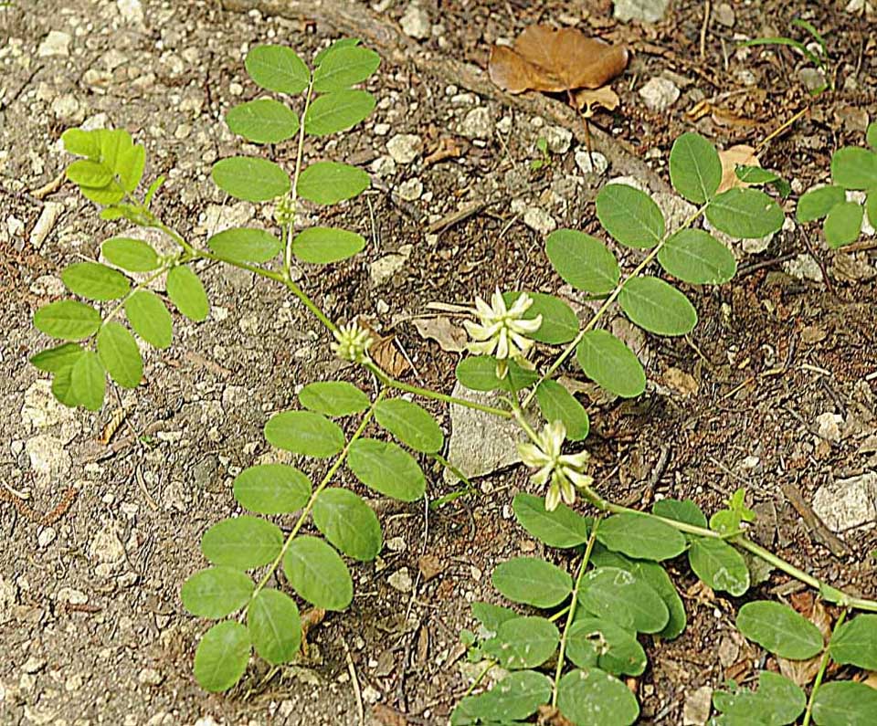 Astragalus glycyphyllos / Astragalo falsa-liquerizia