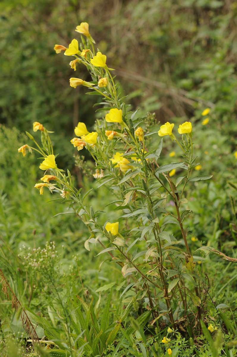 Oenothera biennis / Enagra comune